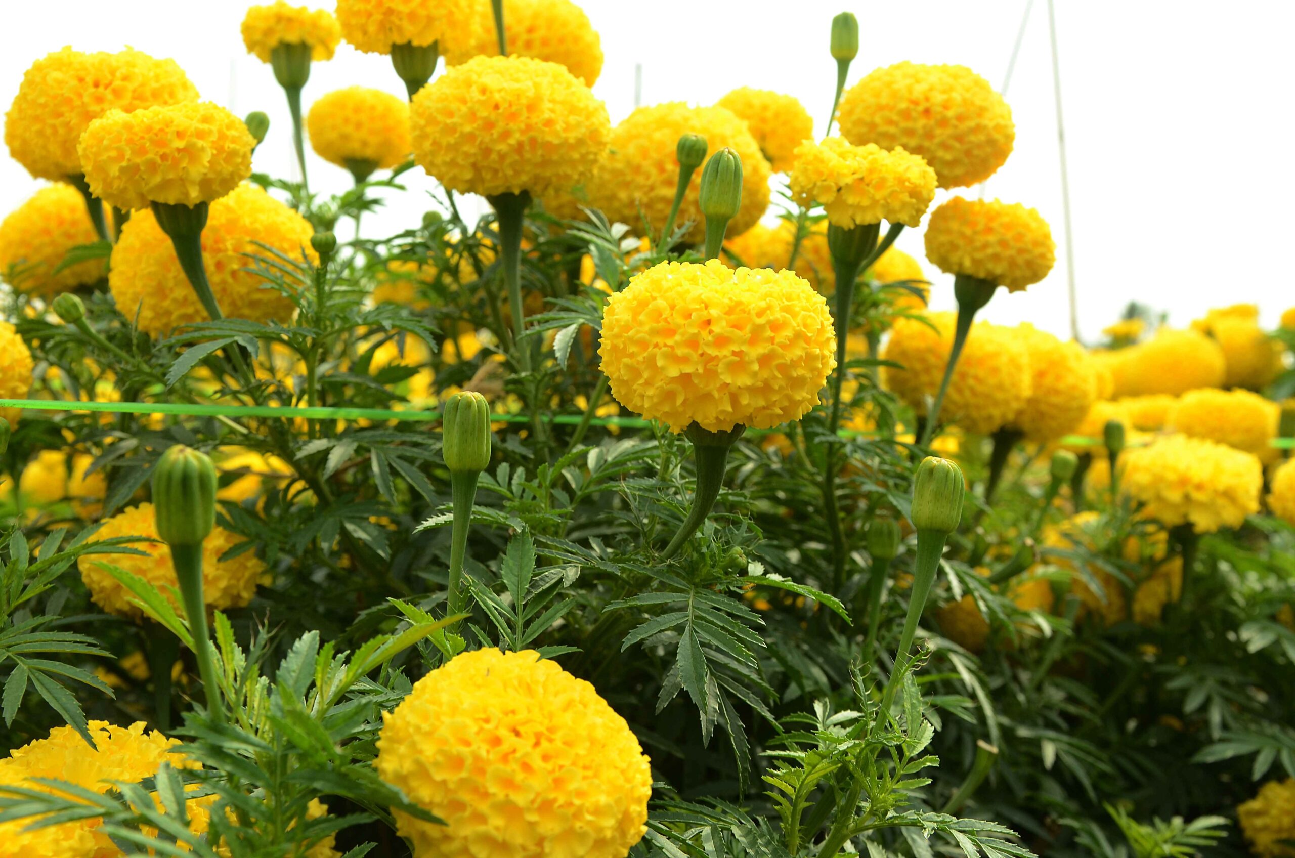 marigold plants