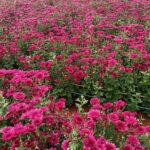Chrysanthemum wholesale price