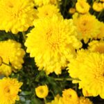 Yellow flowers chrysanthemum