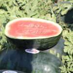 watermelon dischidia