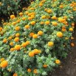 Marigold flowers for sale