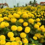 buy plants online bangalore same day delivery