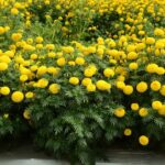 marigold plug plants