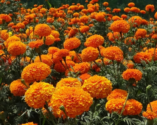 Marigold nursery